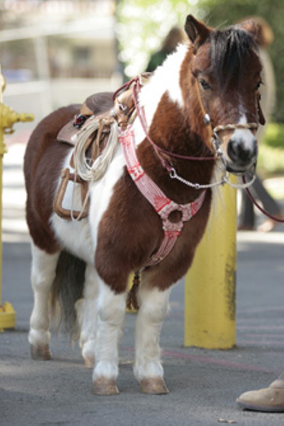 Pet Expo Pomona Fairplex OC Weekly