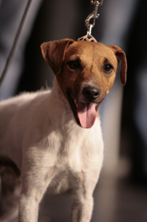 Pet Expo Pomona Fairplex OC Weekly