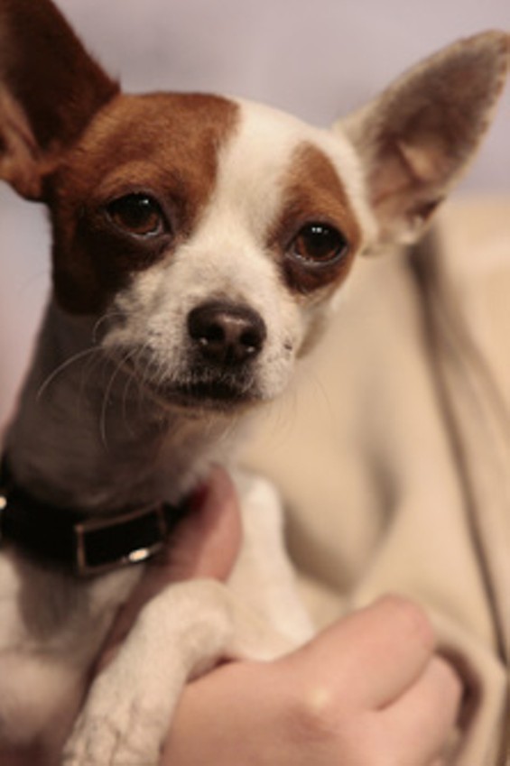 Pet Expo Pomona Fairplex OC Weekly