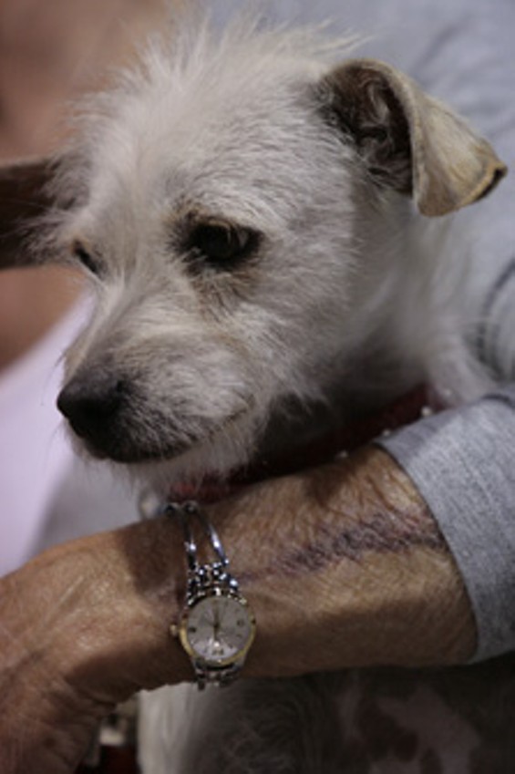 Pet Expo Pomona Fairplex OC Weekly