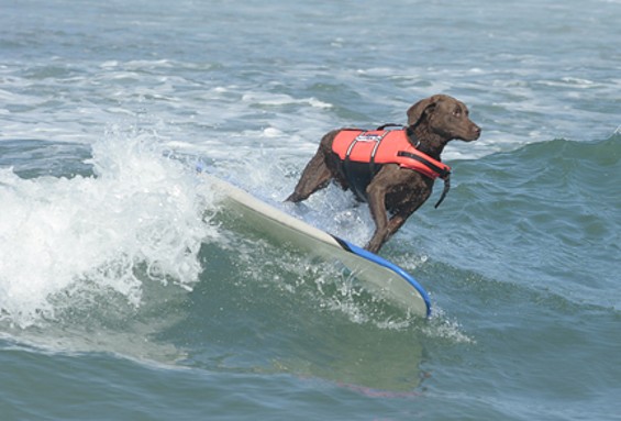 Surfin' Paws Dog Surfing Competition – OC Weekly