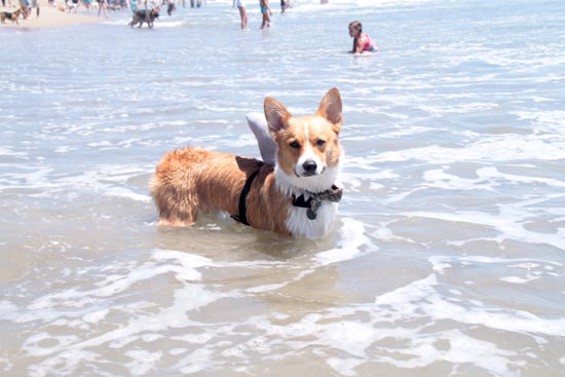 Corgi Beach Day @ Huntington Dog Beach – OC Weekly