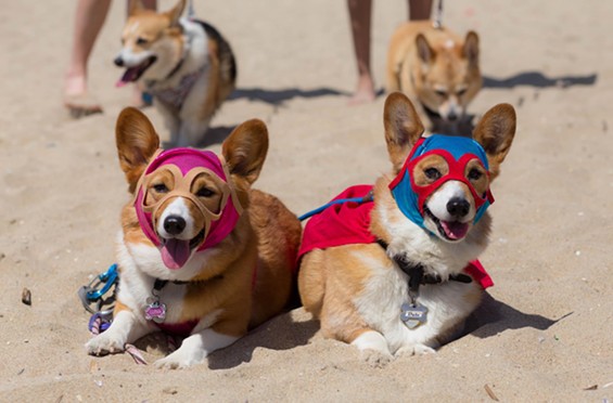 Corgi Beach Day 2015 @ Huntington Dog Beach – Oc Weekly