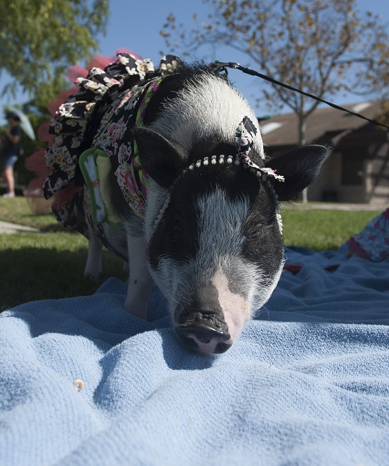 A Pig Wedding: Baby Banks Weds Briar the Boar – OC Weekly