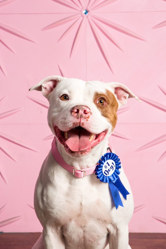 Best in Show! Adoptable dogs from the issue OC Weekly