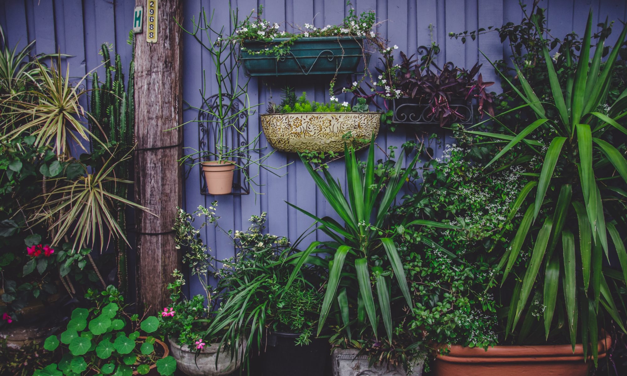 Create Your Own Succulent Arrangement At Molly Wood Garden Design